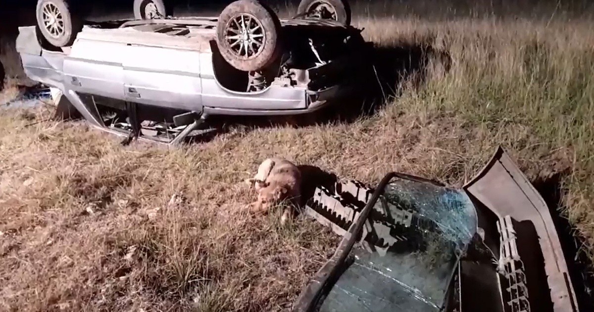 Video: un hombre fue hospitalizado tras volcar y su perro lo esperó en el lugar donde tuvieron el accidente