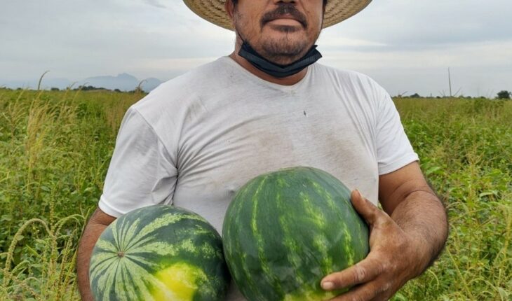 Watermelon cultivation an alternative for producers in Escuinapa, Sinaloa