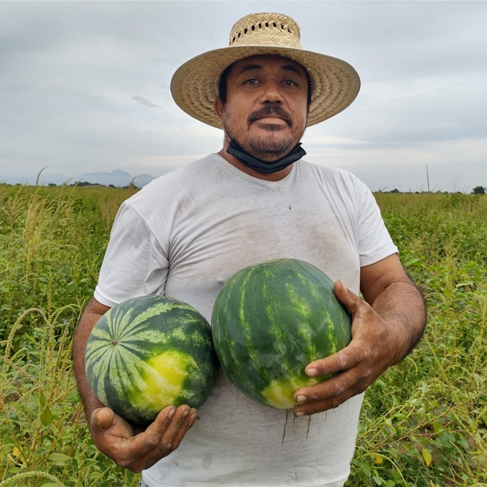 Watermelon cultivation an alternative for producers in Escuinapa, Sinaloa