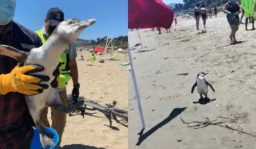 ¿Cómo está? Rescatan a tierno pingüino en playa de Maitencillo