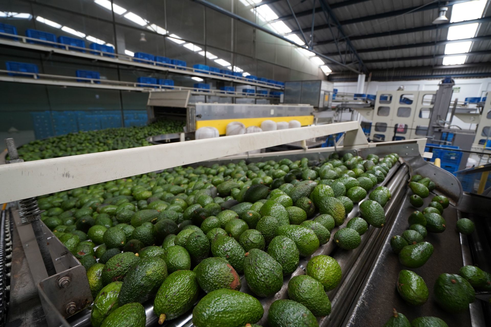 AMLO accuses interests after suspension of avocado entry to the US