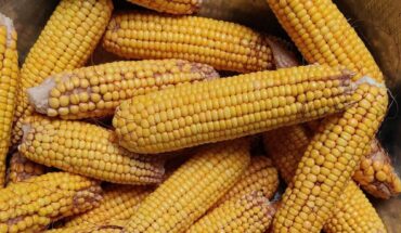 Acuerdan base de 49 dólares para el maíz de Sinaloa