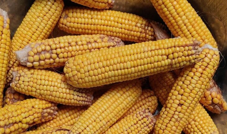 Acuerdan base de 49 dólares para el maíz de Sinaloa