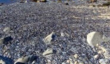 Aguas hipóxicas causan la varazón de miles de ejemplares de sardina, pejerrey y anchoveta en el Biobío