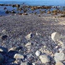 Aguas hipóxicas causan la varazón de miles de ejemplares de sardina, pejerrey y anchoveta en el Biobío