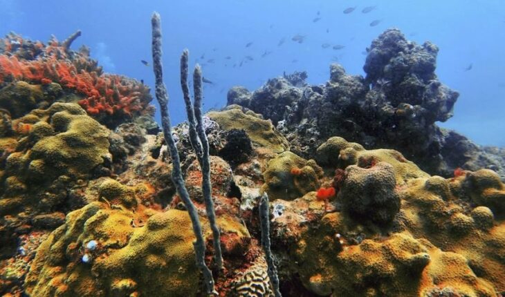 Corte ordena proteger arrecifes y restaurar daños por obras en Veracruz