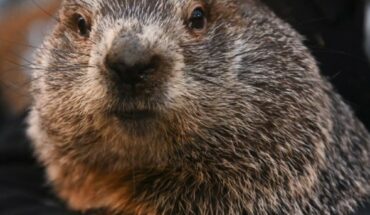 Groundhog Phil forecasts 6 more weeks of winter in usa