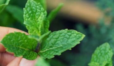 How is the peppermint plant cared for?