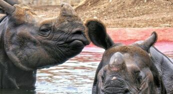 La rinoceronta Nisha de Terra Natura Benidorm busca pareja