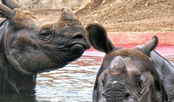 La rinoceronta Nisha de Terra Natura Benidorm busca pareja