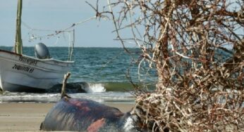 Marea roja en Angostura, Sinaloa, pudo causar muerte de mamíferos