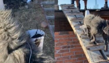 Perrito ayuda a subir cemento en una construcción (Vídeo)