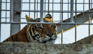 San Luis: cuatro tigres de bengala serán trasladados a Sudáfrica