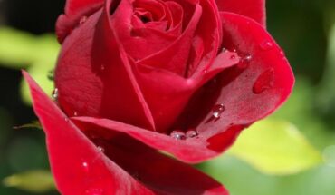 Técnica para plantar rosales de rosas rojas en el jardín
