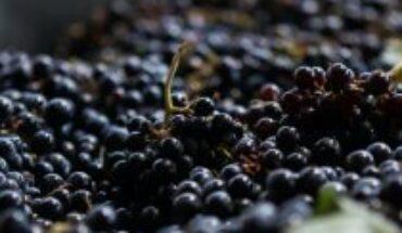 The harvest season is approaching in the valleys of Casablanca, Colchagua and Maule