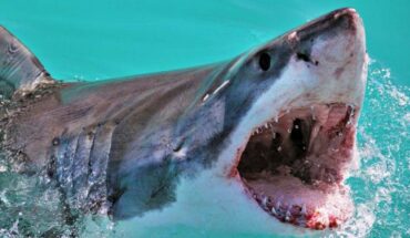 Tiburón blanco se devora a un bañista en playa de Australia