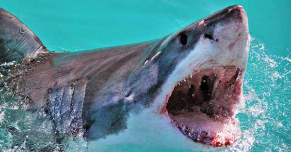 Tiburón blanco se devora a un bañista en playa de Australia