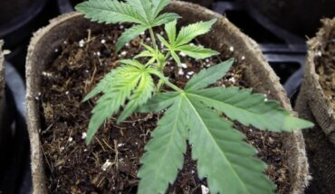 UNAM abrirá diplomado sobre el uso medicinal del Cannabis