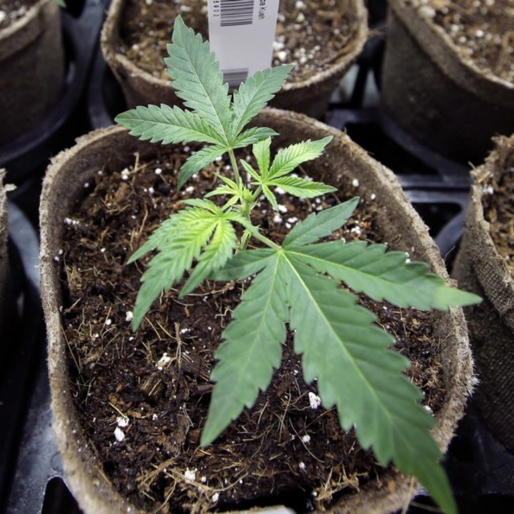 UNAM abrirá diplomado sobre el uso medicinal del Cannabis