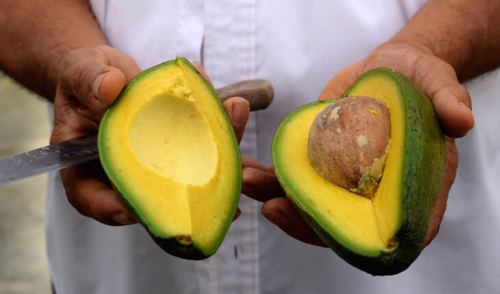 U.S. Stops Avocado Entry, Due to Threats Against Agent in Uruapan