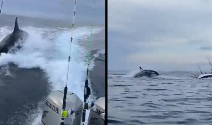 VIDEO. Orcas siguen a pescadores en costas de Ahome, Sinaloa