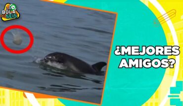 Video: Captan a delfín jugando con medusa | La Bola del 6