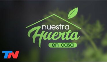 Video: NUESTRA HUERTA EN CASA | Todo sobre cultivar remolacha