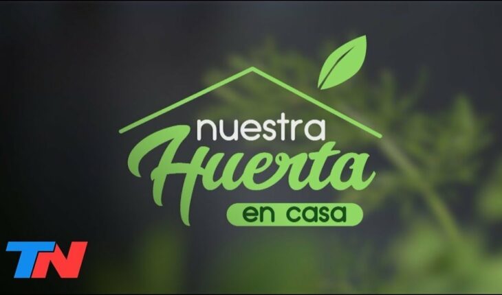 Video: NUESTRA HUERTA EN CASA | Todo sobre cultivar remolacha
