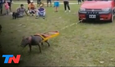 Video: PUSO A SU PITBULL A TIRAR DE UN AUTO | Ocurrió en Tucumán: ahora, es investigado por maltrato animal
