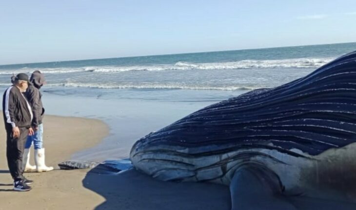 Whale dies on Macapule Island; blame sardinero boat