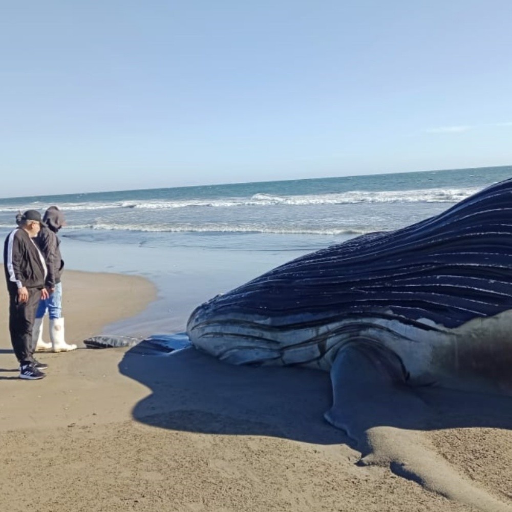 Whale dies on Macapule Island; blame sardinero boat
