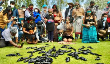 ajolotes liberados en Xochimilco podrían morir