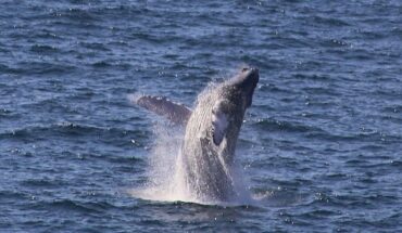 ballenas enfrentan más peligros en rutas migratorias