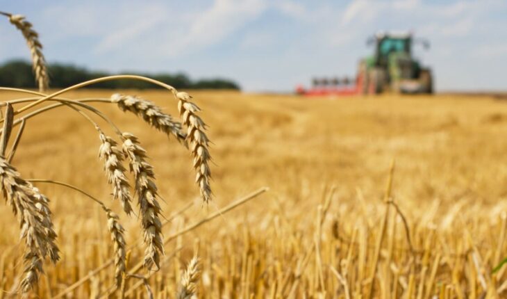 Acuerdan un fideicomiso para volcar 800 mil toneladas de trigo al mercado interno