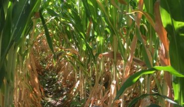 Ahome corn growers alerted for drying problems