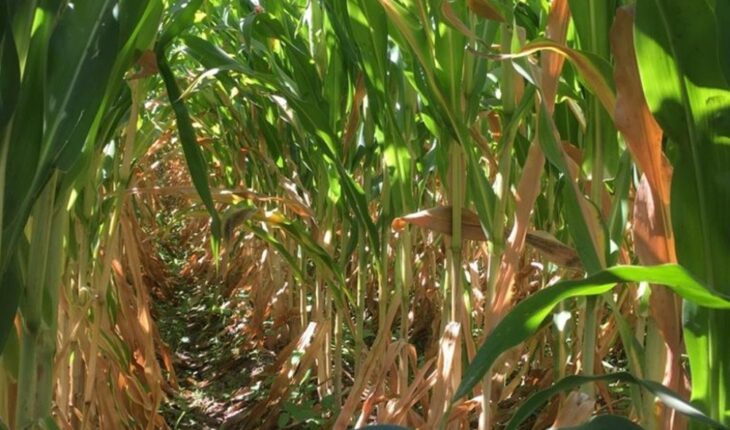 Ahome corn growers alerted for drying problems