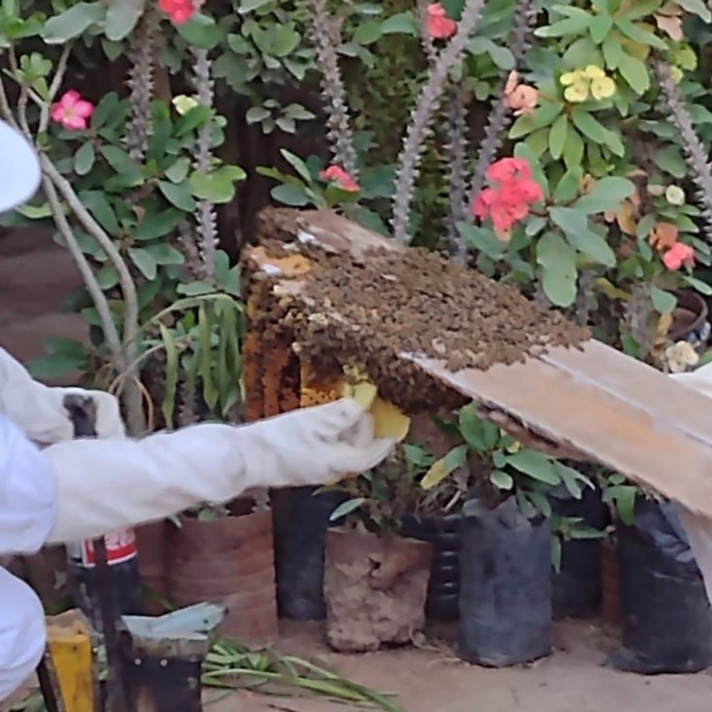 Bee attack in Escuinapa, Sinaloa leaves nine injured