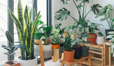 Cinco plantas para el interior de tu casa que son fáciles de cuidar