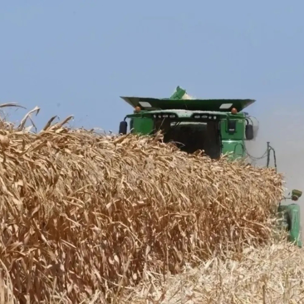 Increases in corn and wheat prices estimated by war