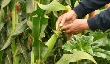 It is urgent to establish corn cover prices in Sinaloa