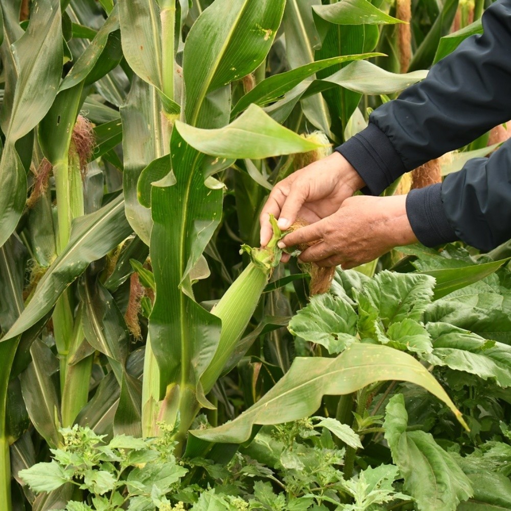 It is urgent to establish corn cover prices in Sinaloa