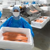 La demanda por colusión contra el “cartel” de los salmoneros noruegos en EE.UU.: Mowi y Cermaq tienen presencia en Chile