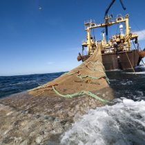 Los peces del mar chileno se están agotando: informe oficial revela que 57% de las especies se encuentra en estado crítico