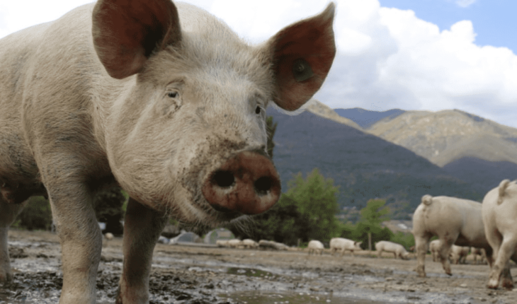 Sader informa de aumento de producción de carne de cerdo en 2%