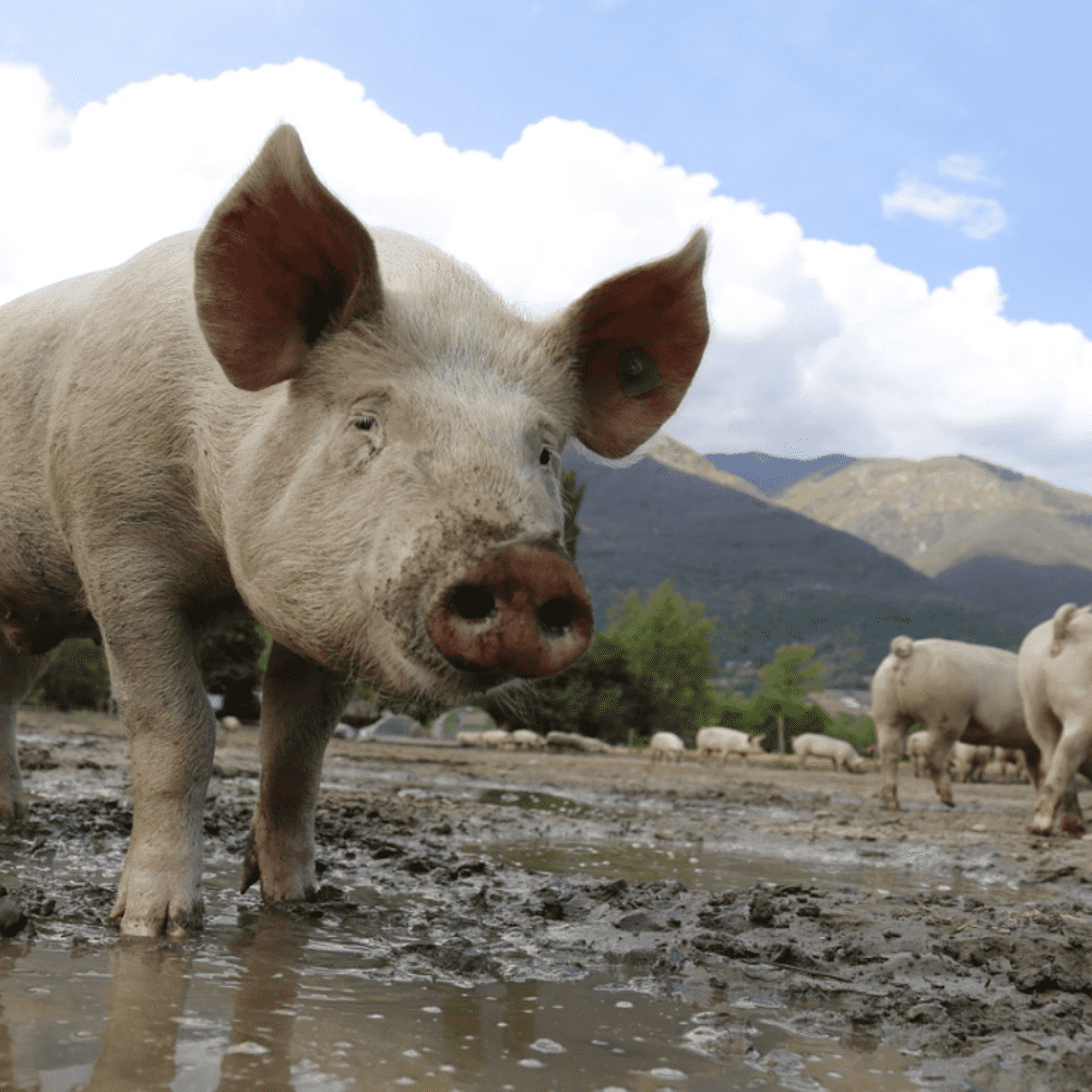Sader informa de aumento de producción de carne de cerdo en 2%