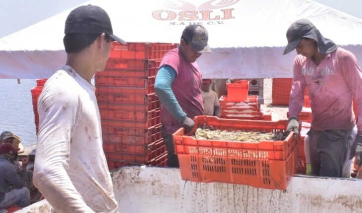 They ask for tariffs for the import of Ecuadorian shrimp