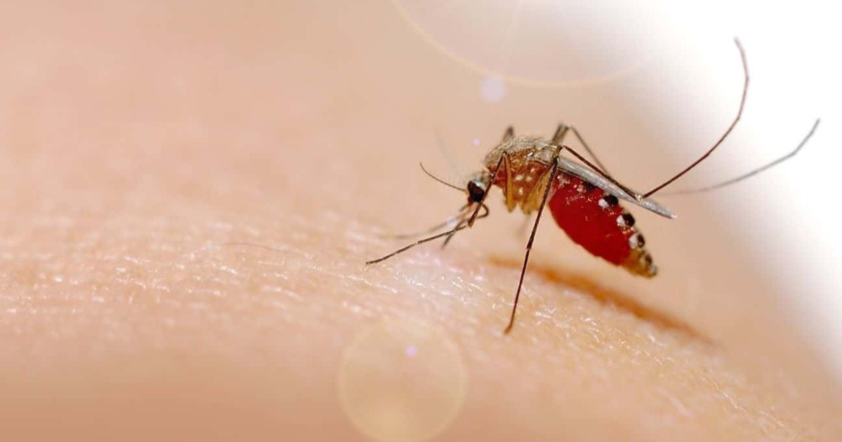 ¿Podrían ser los mosquitos los responsables de una nueva pandemia?