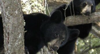 5 osos negros vivieron debajo de su casa por meses en USA