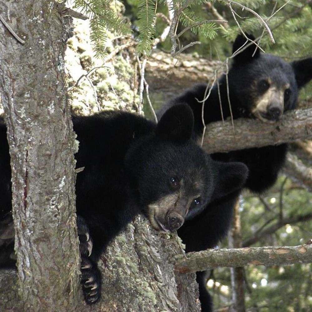 5 osos negros vivieron debajo de su casa por meses en USA