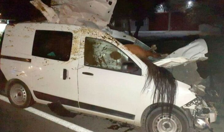 A woman ran over a horse in Chubut and the animal was embedded in her truck